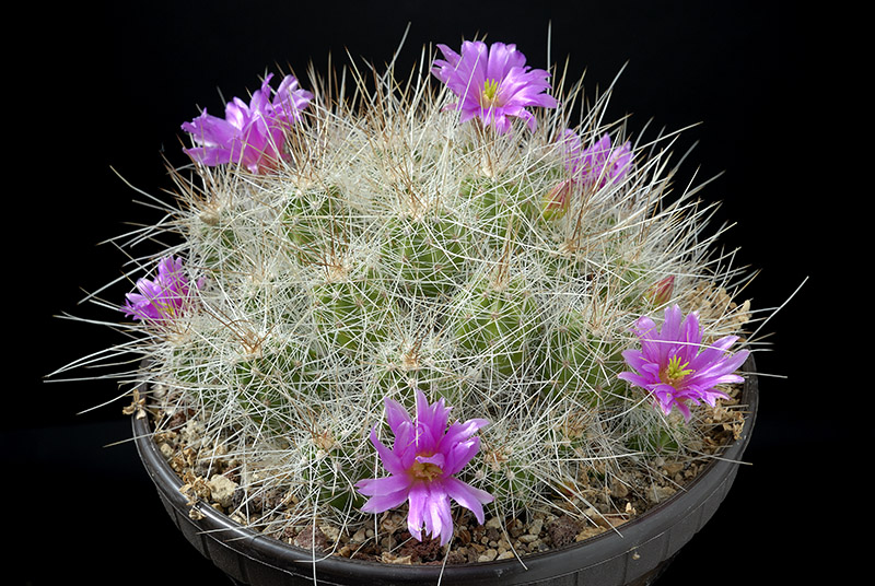 Echinocereus rayonensis  D. 16 € 23.00.jpg